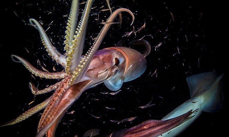 Top 10 Fascinating Facts About The Humboldt Squid