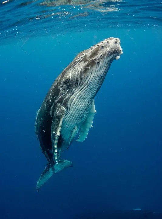 Top 10 Fascinating Facts About The Humpback Whale