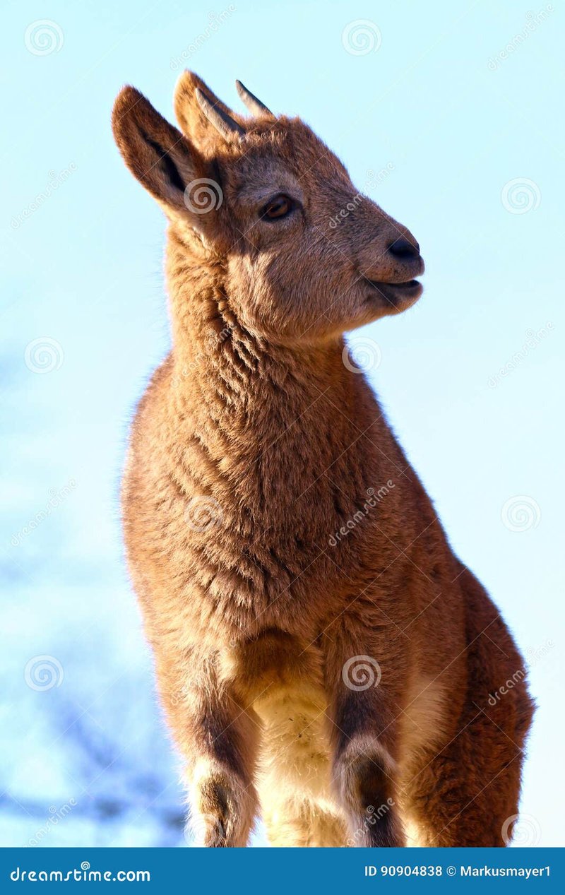 Top 10 Fascinating Facts About The Ibex