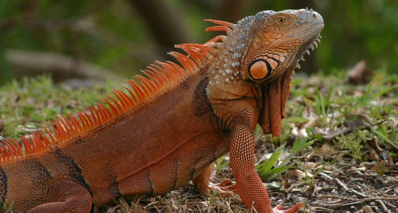 Top 10 Fascinating Facts About The Iguana