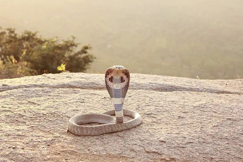 Top 10 Fascinating Facts About The Indian Cobra