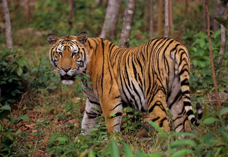 Top 10 Fascinating Facts About The Indochinese Tiger