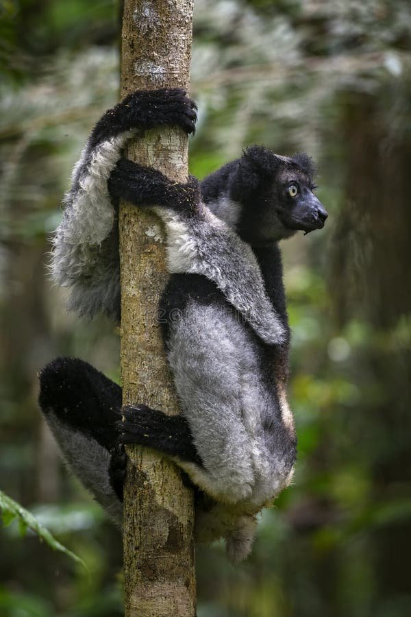Top 10 Fascinating Facts About The Indri