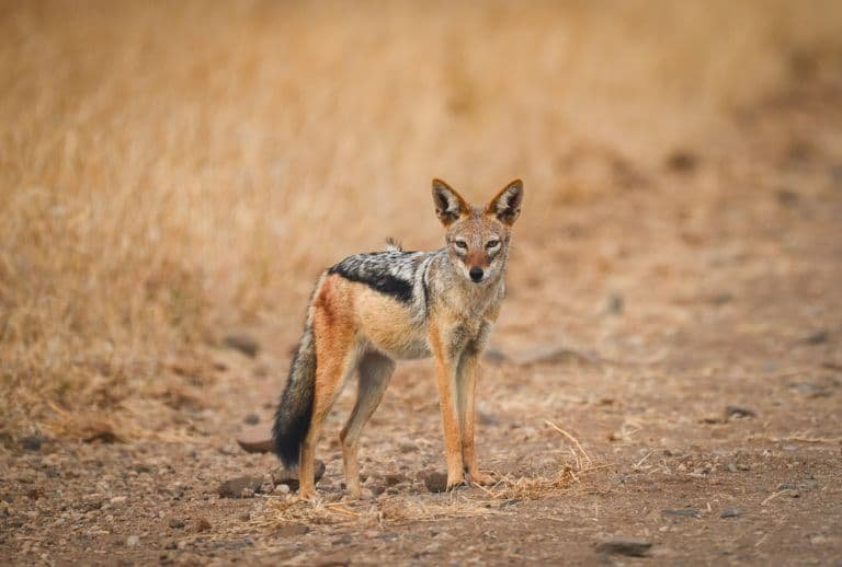 Top 10 Fascinating Facts About The Jackal