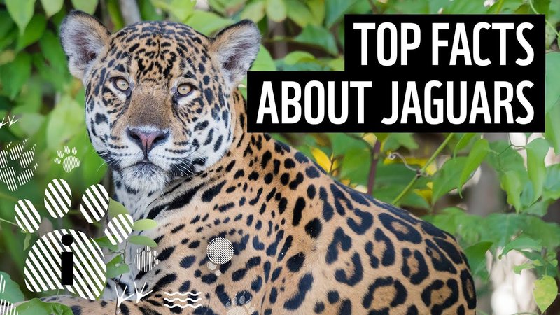 Top 10 Fascinating Facts About The Jaguar