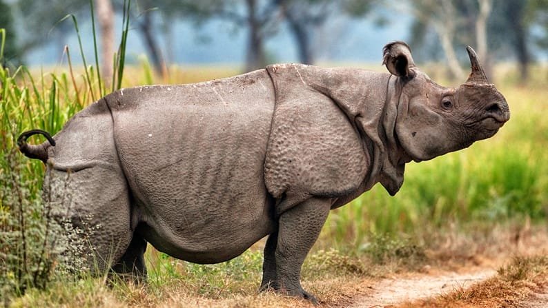 Top 10 Fascinating Facts About The Javan Rhinoceros
