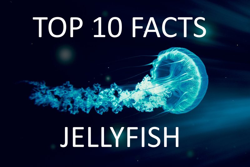 Top 10 Fascinating Facts About The Jellyfish