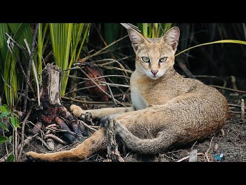 Top 10 Fascinating Facts About The Jungle Cat