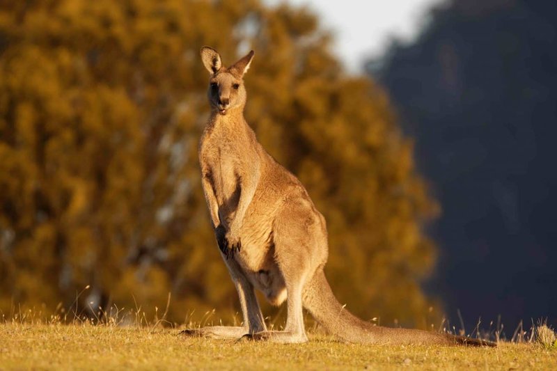 Top 10 Fascinating Facts About The Kangaroo