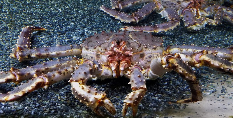 Top 10 Fascinating Facts About The King Crab