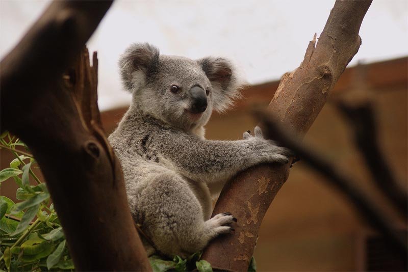 Top 10 Fascinating Facts About The Koala