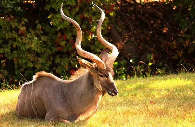 Top 10 Fascinating Facts About The Kudu