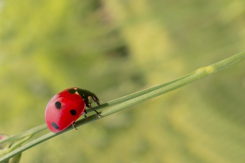 Top 10 Fascinating Facts About The Ladybug