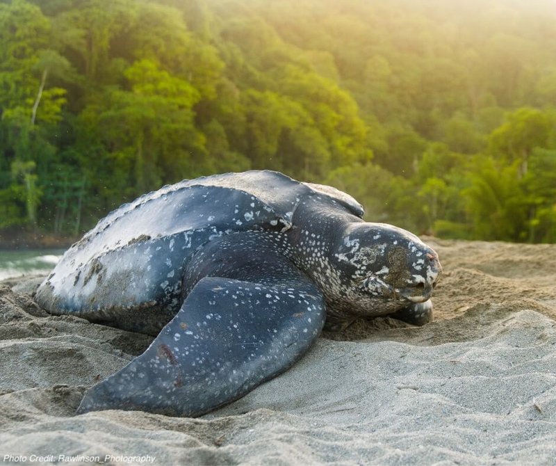 Top 10 Fascinating Facts About The Leatherback Turtle