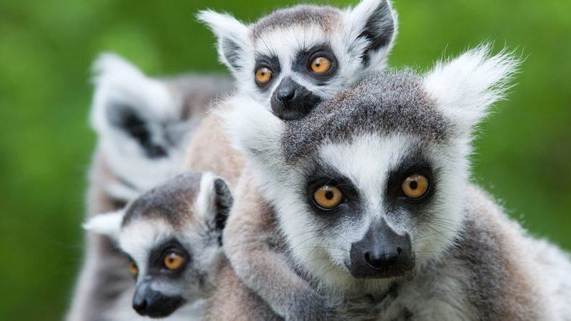 Top 10 Fascinating Facts About The Lemur