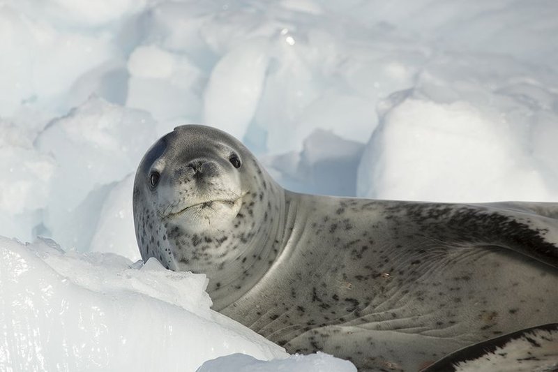 Top 10 Fascinating Facts About The Leopard Seal