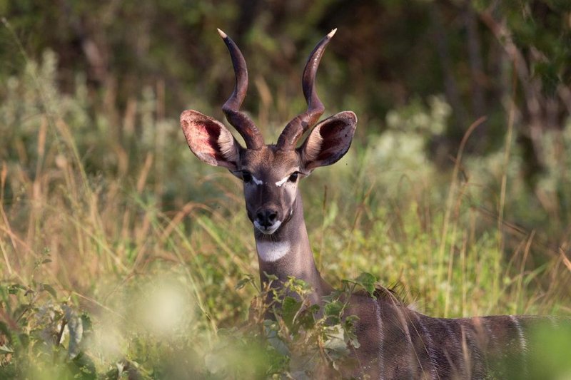 Top 10 Fascinating Facts About The Lesser Kudu