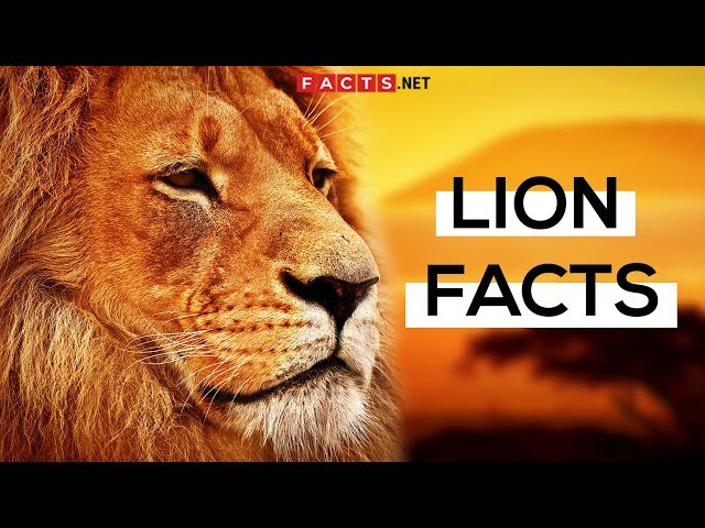 Top 10 Fascinating Facts About The Lion