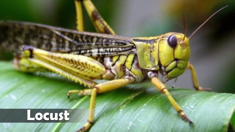 Top 10 Fascinating Facts About The Locust