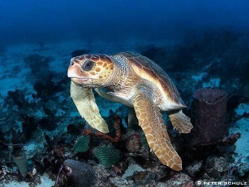 Top 10 Fascinating Facts About The Loggerhead Turtle