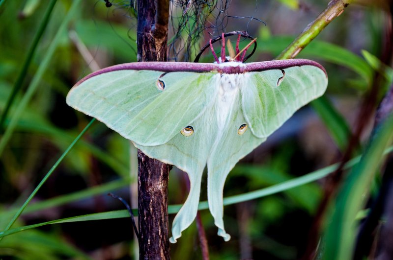 Top 10 Fascinating Facts About The Luna Moth