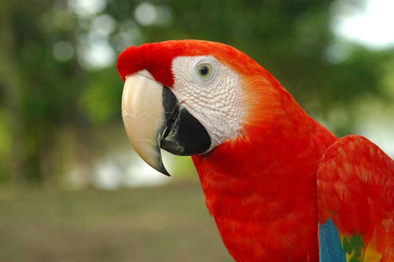 Top 10 Fascinating Facts About The Macaw