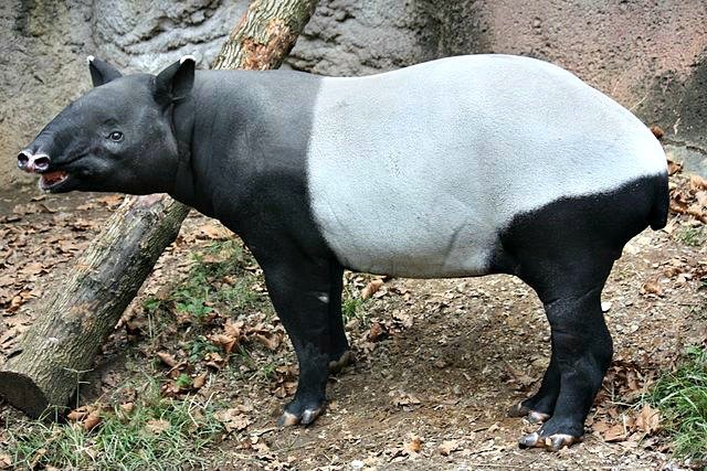 Top 10 Fascinating Facts About The Malayan Tapir