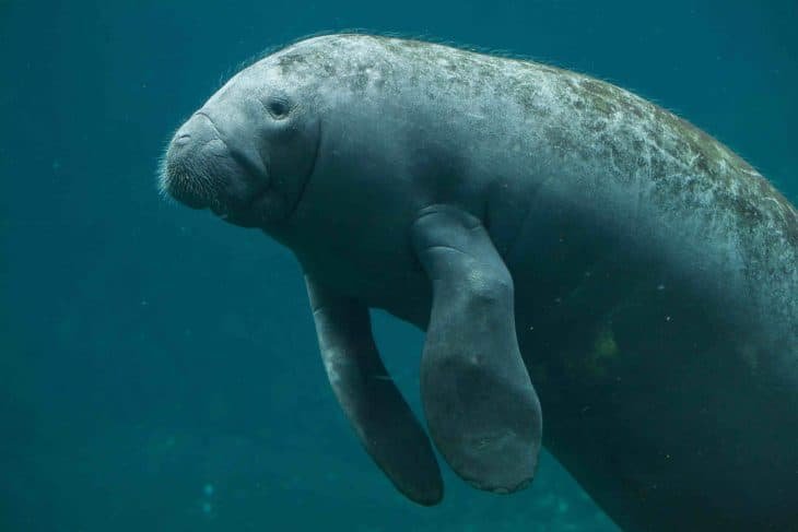 Top 10 Fascinating Facts About The Manatee
