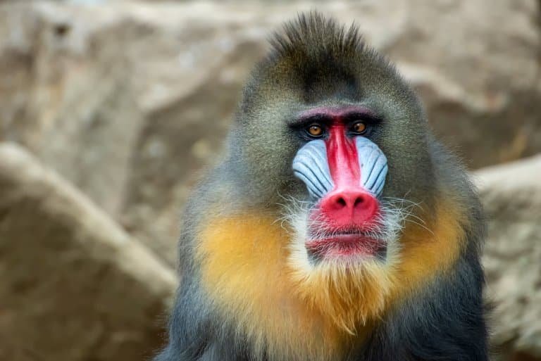 Top 10 Fascinating Facts About The Mandrill
