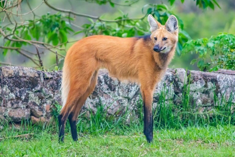 Top 10 Fascinating Facts About The Maned Wolf