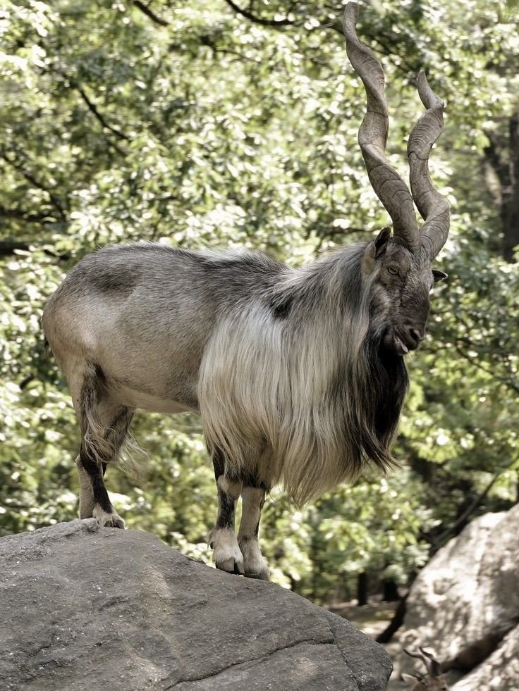 Top 10 Fascinating Facts About The Markhor