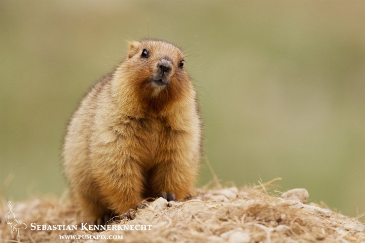 Top 10 Fascinating Facts About The Marmot