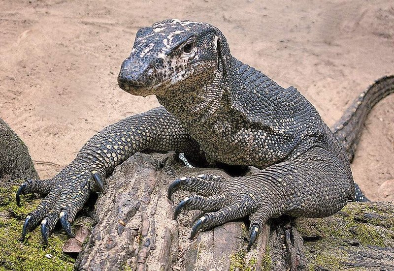 Top 10 Fascinating Facts About The Monitor Lizard