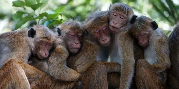 Top 10 Fascinating Facts About The Monkey