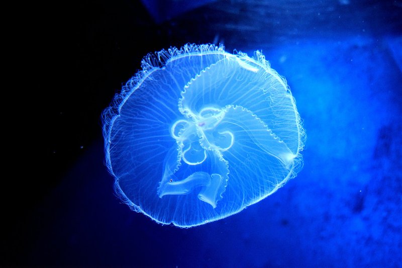 Top 10 Fascinating Facts About The Moon Jellyfish