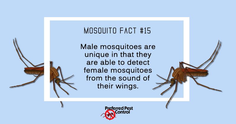 Top 10 Fascinating Facts About The Mosquito