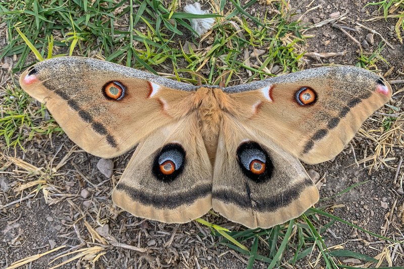 Top 10 Fascinating Facts About The Moth