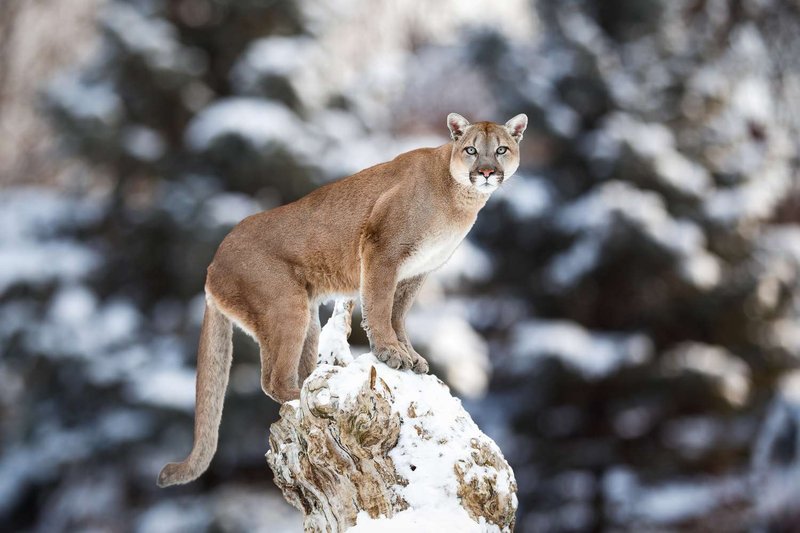Top 10 Fascinating Facts About The Mountain Lion