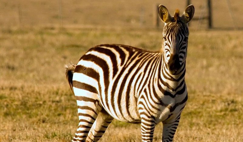Top 10 Fascinating Facts About The Mountain Zebra