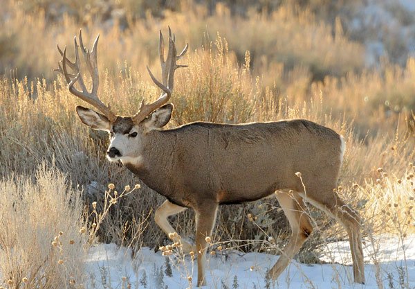 Top 10 Fascinating Facts About The Mule Deer