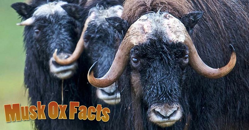 Top 10 Fascinating Facts About The Muskox