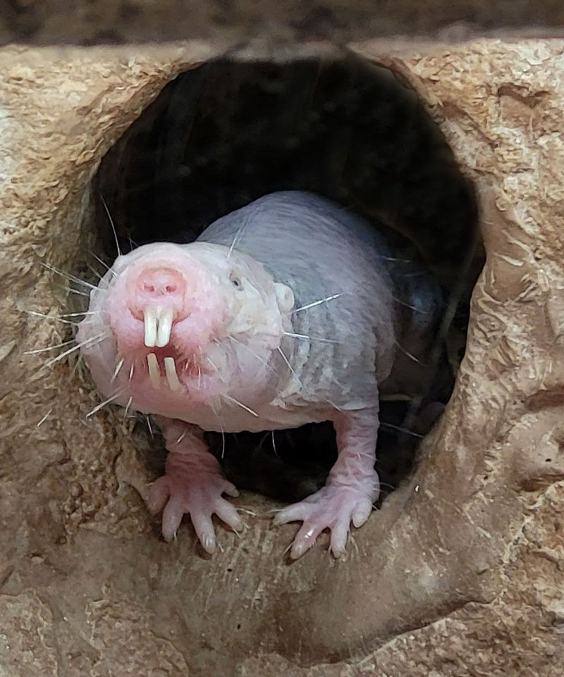 Top 10 Fascinating Facts About The Naked Mole Rat