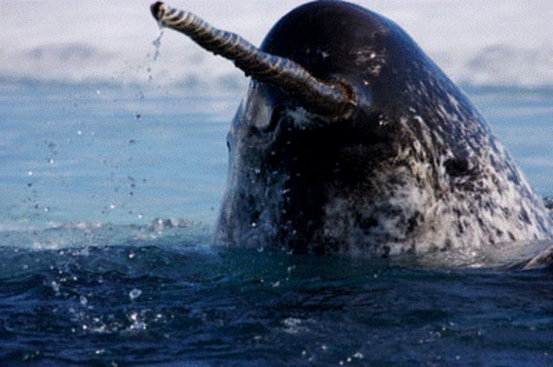 Top 10 Fascinating Facts About The Narwhal