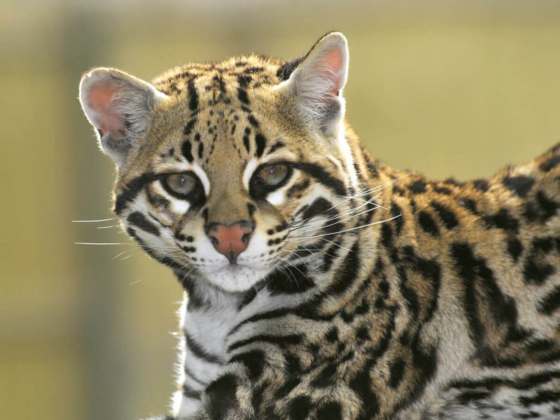 Top 10 Fascinating Facts About The Ocelot