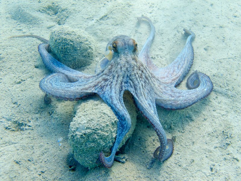 Top 10 Fascinating Facts About The Octopus