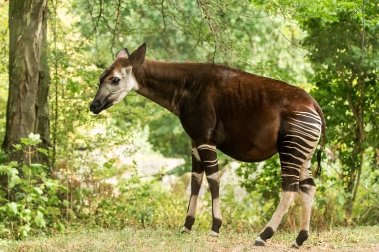 Top 10 Fascinating Facts About The Okapi