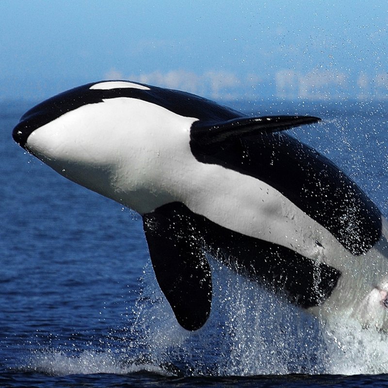 Top 10 Fascinating Facts About The Orca (Killer Whale)