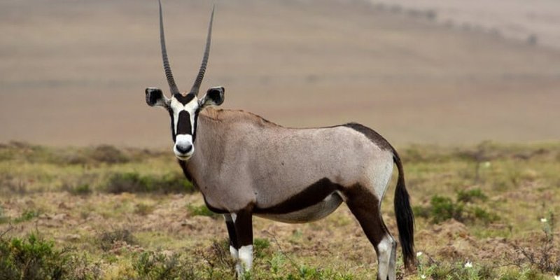 Top 10 Fascinating Facts About The Oryx