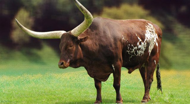 Top 10 Fascinating Facts About The Ox