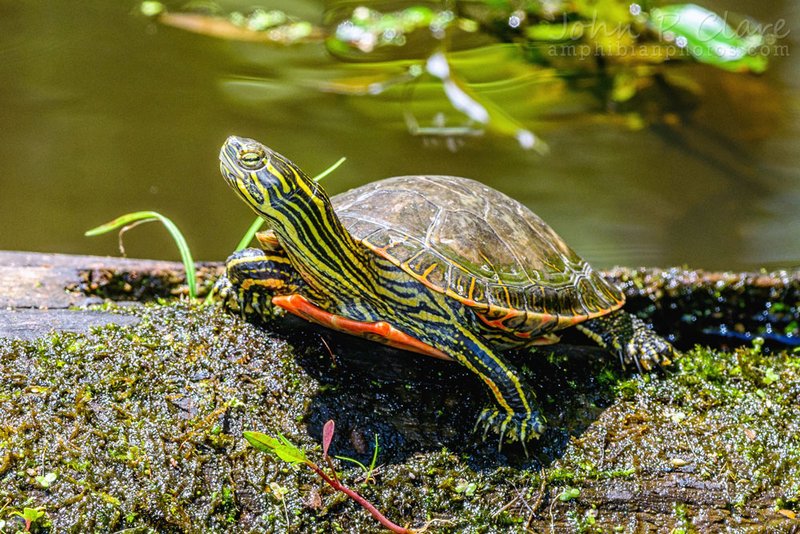 Top 10 Fascinating Facts About The Painted Turtle